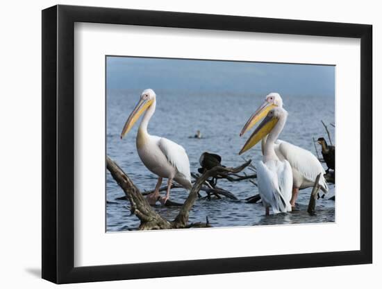 Great White Pelican (Pelecanus Onocrotalus), Lake Naivasha, Kenya, East Africa, Africa-Sergio Pitamitz-Framed Photographic Print