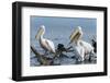 Great White Pelican (Pelecanus Onocrotalus), Lake Naivasha, Kenya, East Africa, Africa-Sergio Pitamitz-Framed Photographic Print