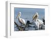 Great White Pelican (Pelecanus Onocrotalus), Lake Naivasha, Kenya, East Africa, Africa-Sergio Pitamitz-Framed Photographic Print