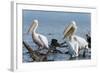 Great White Pelican (Pelecanus Onocrotalus), Lake Naivasha, Kenya, East Africa, Africa-Sergio Pitamitz-Framed Photographic Print