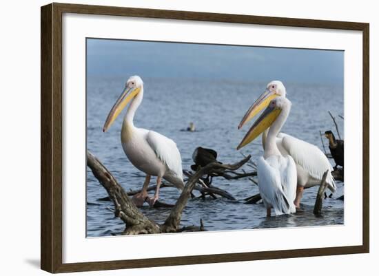 Great White Pelican (Pelecanus Onocrotalus), Lake Naivasha, Kenya, East Africa, Africa-Sergio Pitamitz-Framed Photographic Print