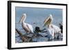 Great White Pelican (Pelecanus Onocrotalus), Lake Naivasha, Kenya, East Africa, Africa-Sergio Pitamitz-Framed Photographic Print