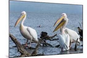 Great White Pelican (Pelecanus Onocrotalus), Lake Naivasha, Kenya, East Africa, Africa-Sergio Pitamitz-Mounted Photographic Print