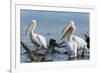 Great White Pelican (Pelecanus Onocrotalus), Lake Naivasha, Kenya, East Africa, Africa-Sergio Pitamitz-Framed Photographic Print