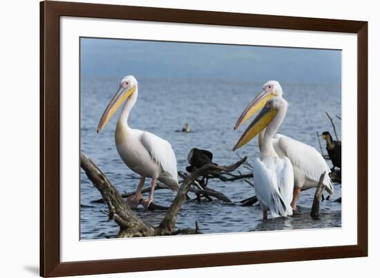 Great White Pelican (Pelecanus Onocrotalus), Lake Naivasha, Kenya, East Africa, Africa-Sergio Pitamitz-Framed Photographic Print