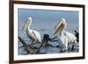 Great White Pelican (Pelecanus Onocrotalus), Lake Naivasha, Kenya, East Africa, Africa-Sergio Pitamitz-Framed Photographic Print