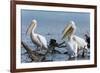 Great White Pelican (Pelecanus Onocrotalus), Lake Naivasha, Kenya, East Africa, Africa-Sergio Pitamitz-Framed Photographic Print