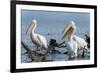 Great White Pelican (Pelecanus Onocrotalus), Lake Naivasha, Kenya, East Africa, Africa-Sergio Pitamitz-Framed Photographic Print