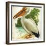 Great White Pelican Pelecanus Onocrotalus-null-Framed Giclee Print