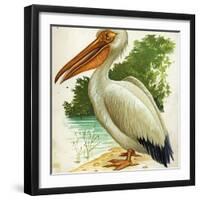 Great White Pelican Pelecanus Onocrotalus-null-Framed Giclee Print