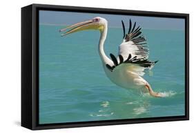 Great White Pelican Taking Off-null-Framed Stretched Canvas