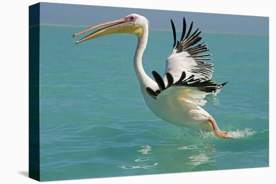 Great White Pelican Taking Off-null-Stretched Canvas