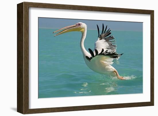 Great White Pelican Taking Off-null-Framed Photographic Print