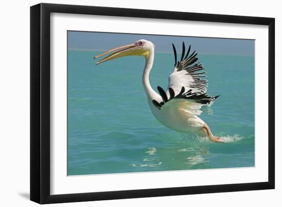 Great White Pelican Taking Off-null-Framed Photographic Print