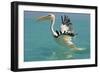 Great White Pelican Taking Off-null-Framed Photographic Print