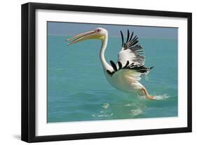 Great White Pelican Taking Off-null-Framed Photographic Print