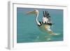 Great White Pelican Taking Off-null-Framed Photographic Print