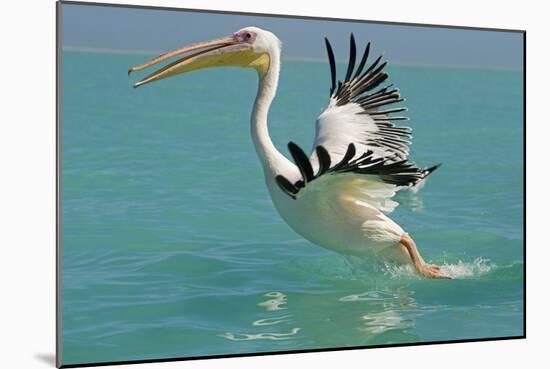 Great White Pelican Taking Off-null-Mounted Photographic Print