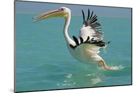 Great White Pelican Taking Off-null-Mounted Photographic Print