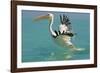 Great White Pelican Taking Off-null-Framed Photographic Print