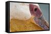 Great White Pelican, Walvis Bay, Namibia-David Wall-Framed Stretched Canvas