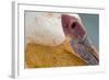 Great White Pelican, Walvis Bay, Namibia-David Wall-Framed Photographic Print