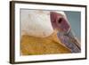 Great White Pelican, Walvis Bay, Namibia-David Wall-Framed Photographic Print