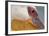 Great White Pelican, Walvis Bay, Namibia-David Wall-Framed Photographic Print