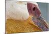 Great White Pelican, Walvis Bay, Namibia-David Wall-Mounted Photographic Print