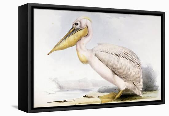 Great White Pelican-Edward Lear-Framed Stretched Canvas