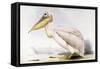 Great White Pelican-Edward Lear-Framed Stretched Canvas