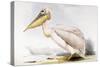 Great White Pelican-Edward Lear-Stretched Canvas