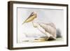 Great White Pelican-Edward Lear-Framed Giclee Print