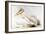 Great White Pelican-Edward Lear-Framed Giclee Print