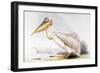 Great White Pelican-Edward Lear-Framed Giclee Print