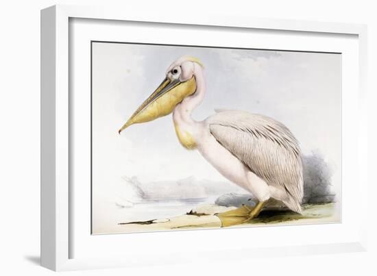 Great White Pelican-Edward Lear-Framed Giclee Print