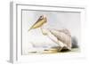 Great White Pelican-Edward Lear-Framed Giclee Print