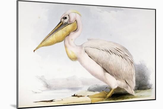 Great White Pelican-Edward Lear-Mounted Giclee Print