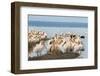 Great White Pelicans (Pelecanus Onocrotalus), Lake Nakuru National Park, Kenya, East Africa, Africa-Ann and Steve Toon-Framed Photographic Print