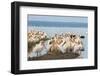 Great White Pelicans (Pelecanus Onocrotalus), Lake Nakuru National Park, Kenya, East Africa, Africa-Ann and Steve Toon-Framed Photographic Print