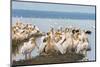 Great White Pelicans (Pelecanus Onocrotalus), Lake Nakuru National Park, Kenya, East Africa, Africa-Ann and Steve Toon-Mounted Photographic Print