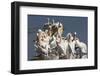 Great White Pelicans (Pelecanus Onocrotalus)-Ann and Steve Toon-Framed Photographic Print