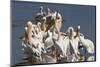 Great White Pelicans (Pelecanus Onocrotalus)-Ann and Steve Toon-Mounted Photographic Print