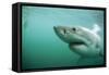 Great White Pointer Shark-null-Framed Stretched Canvas