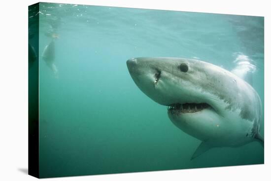 Great White Pointer Shark-null-Stretched Canvas