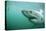 Great White Pointer Shark-null-Stretched Canvas