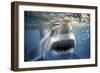 Great White Pointer Shark-null-Framed Premium Photographic Print