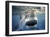 Great White Pointer Shark-null-Framed Premium Photographic Print