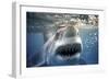 Great White Pointer Shark-null-Framed Premium Photographic Print