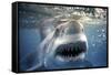 Great White Pointer Shark-null-Framed Stretched Canvas